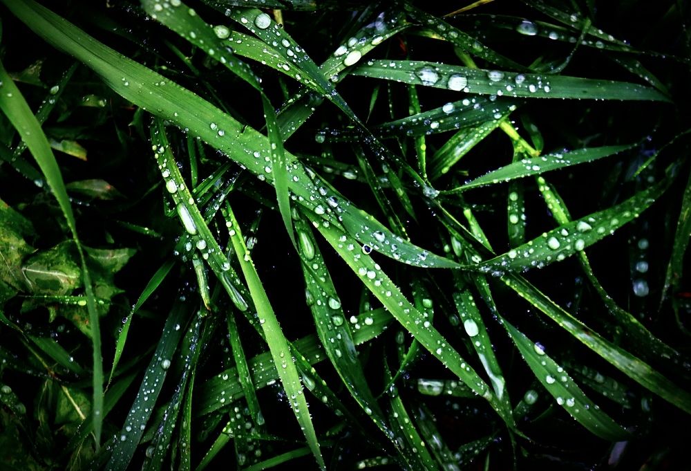 Photograph by Александра