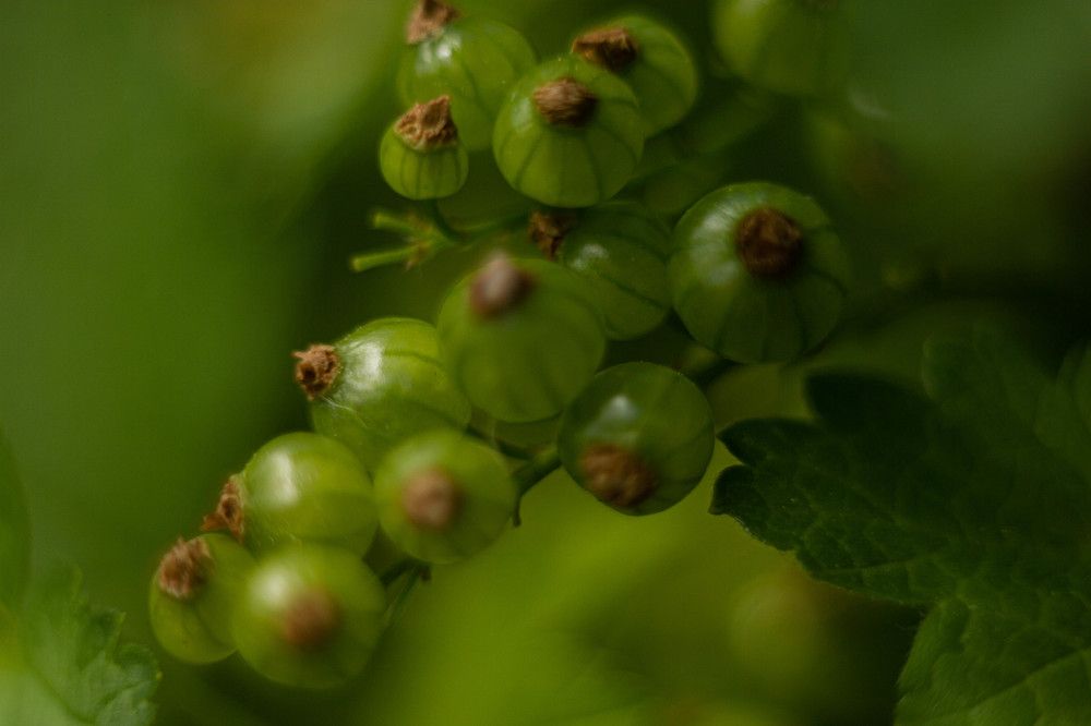 Photograph by Анна Селянкина