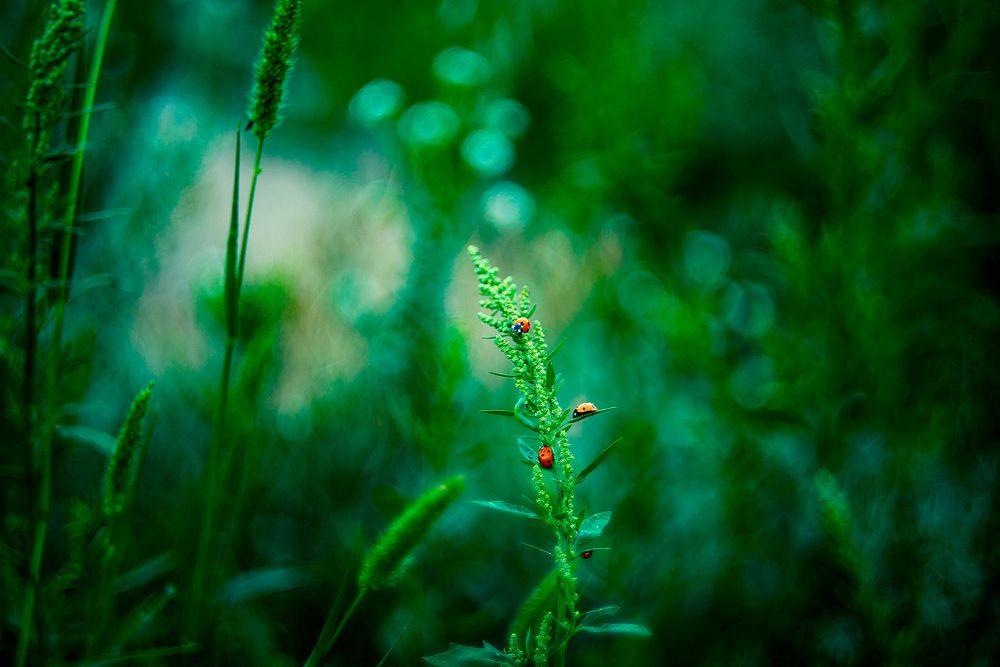 Photograph by Нелли Дзюба