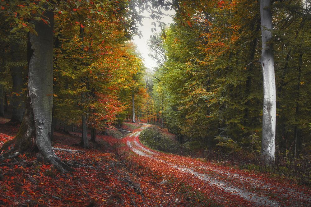 Photograph by Ali Memari