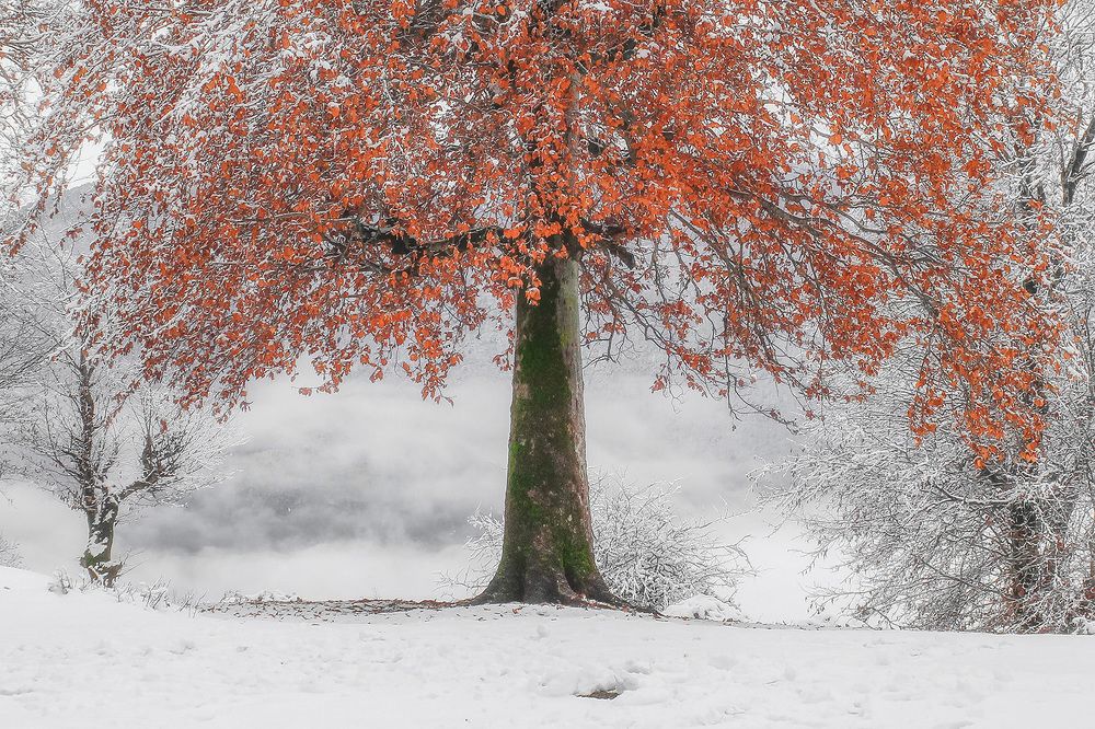 Photograph by Ali Memari