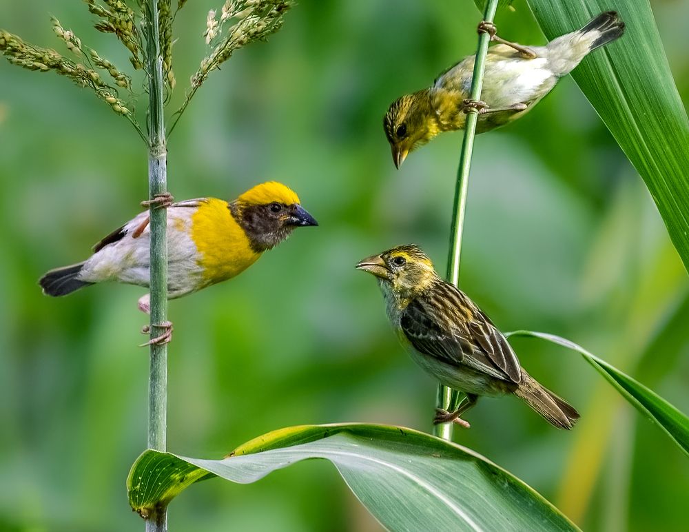 Baya weaver trio