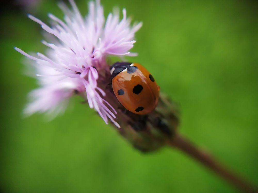 Photograph by Юлия Смирнова