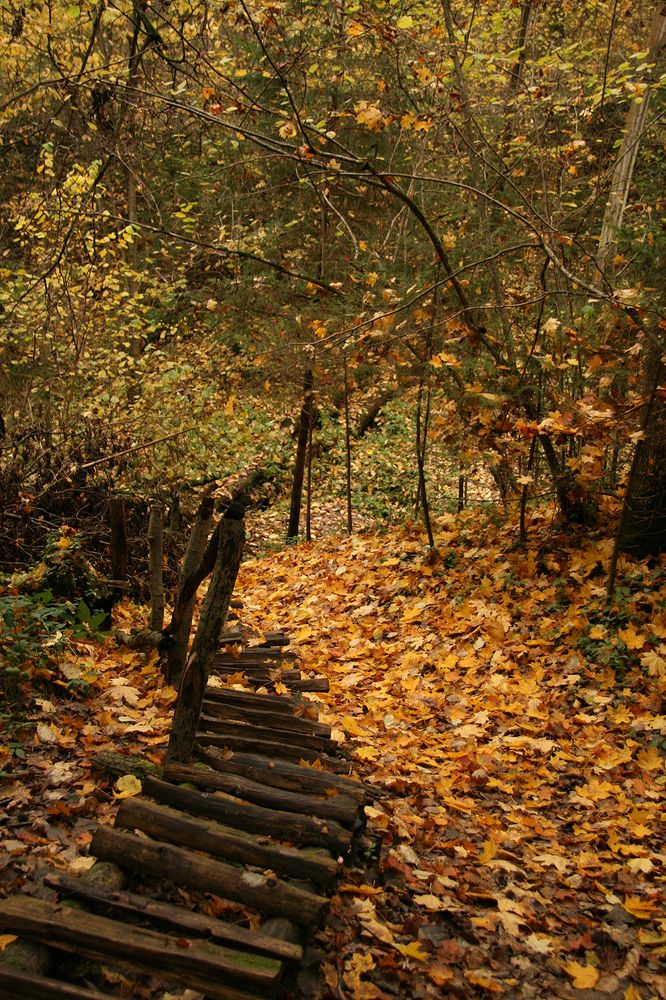 Фотография автора Надежда Лисицына