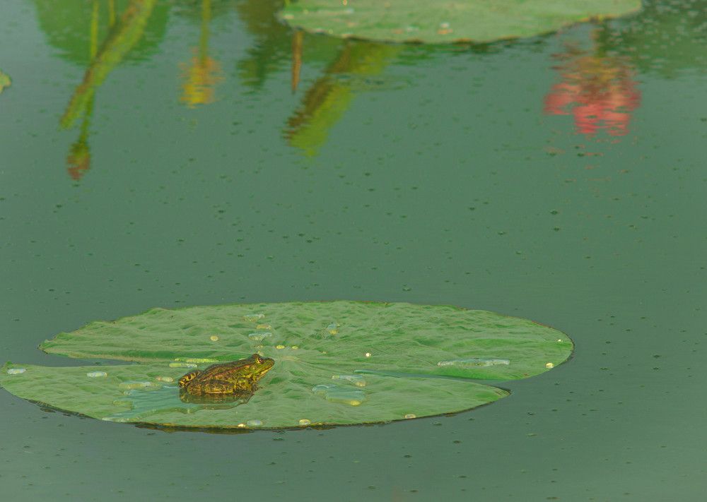 Photograph by Редько Александр