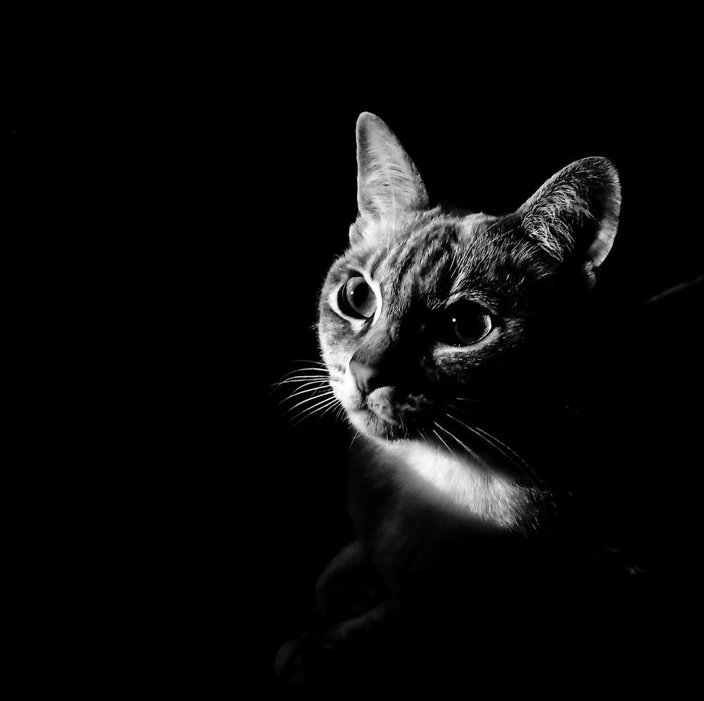 Photograph by Олеся Зеленщикова