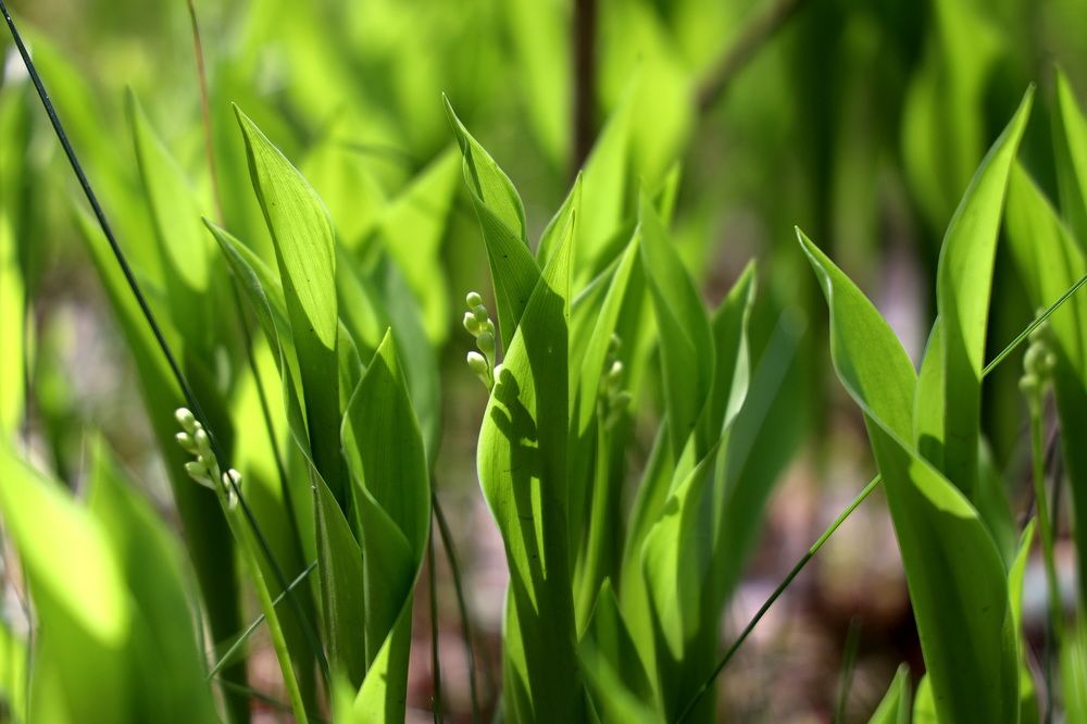 Фотография автора Елена Колосова