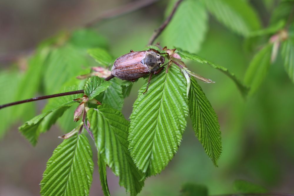 Фотография автора Елена Колосова