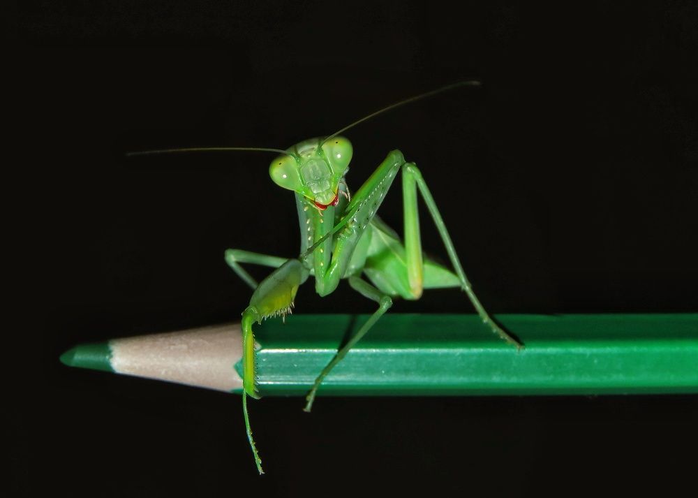 Photograph by Amin Ghaffarian