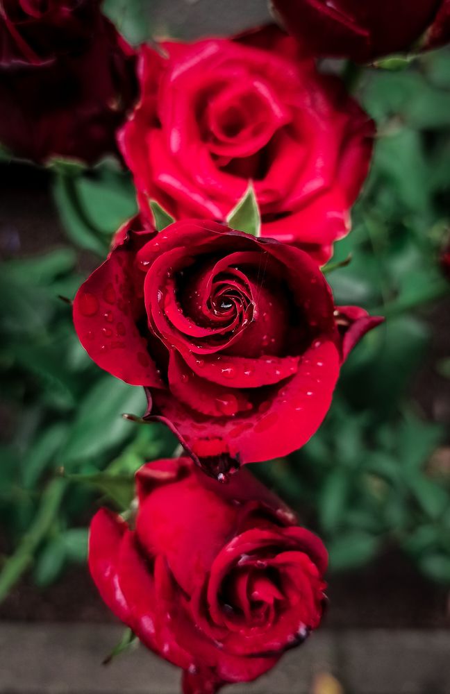 Фотография автора Алёна Подгорная