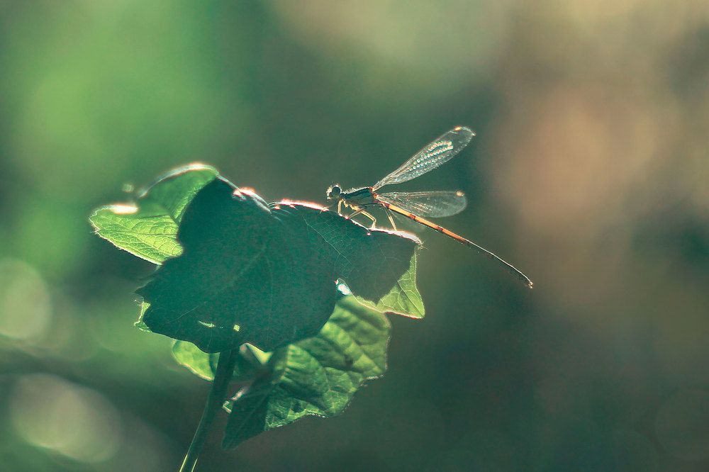Photograph by Алена Полетаева