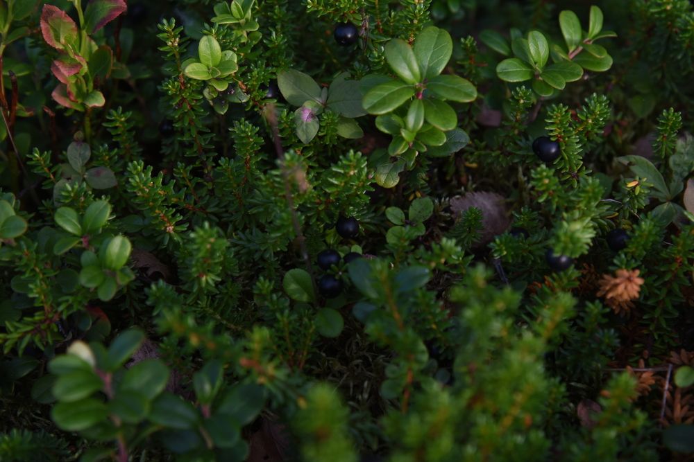 Photograph by виктория воронова