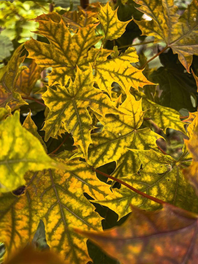 Photograph by Alice Vikernes