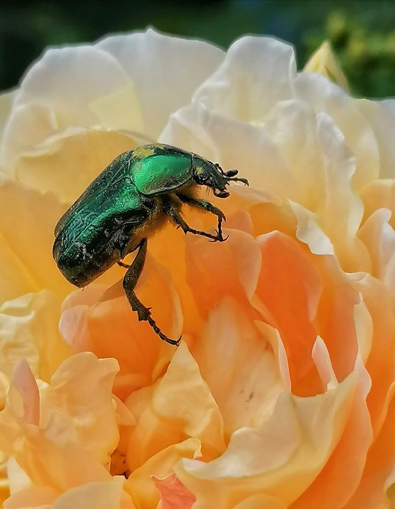 Photograph by Лилия Багдасарова