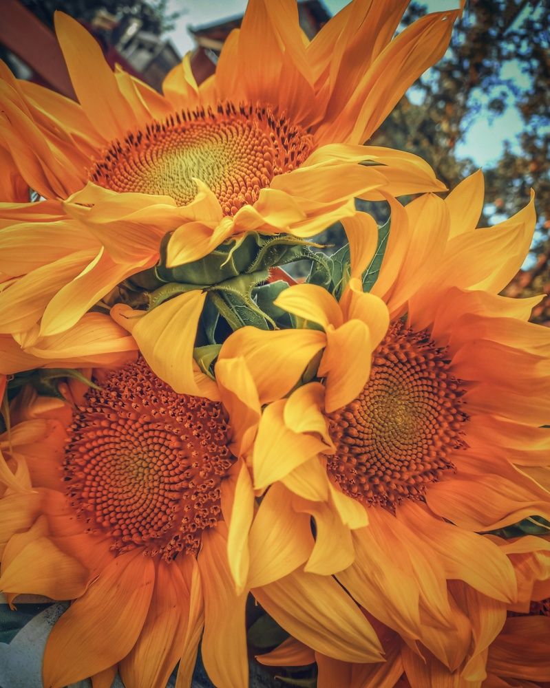 Photograph by Ольга Бородина