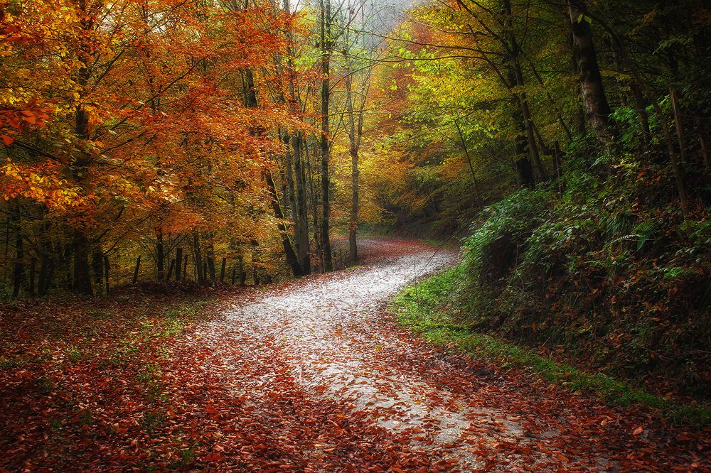 Photograph by Ali Memari