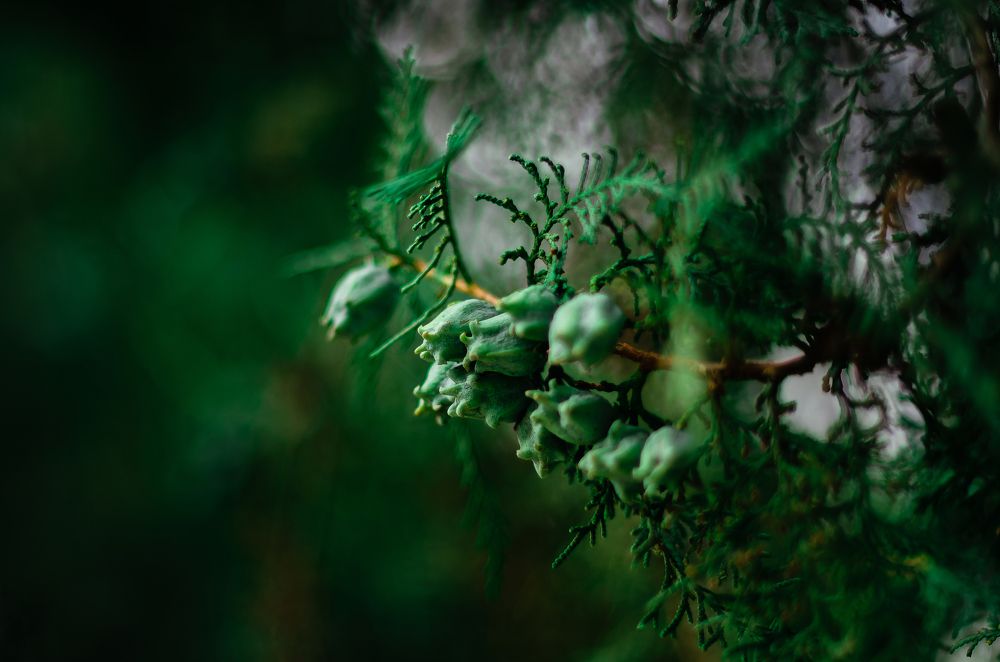 Photograph by Владимир Зайцев