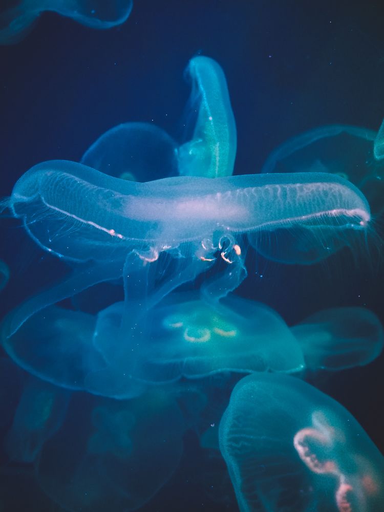 Фотография автора Марина Алексеевская