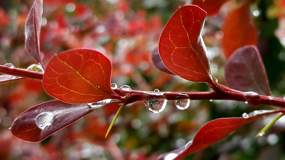 Photograph by Mohammad Mahdi Khojasteh