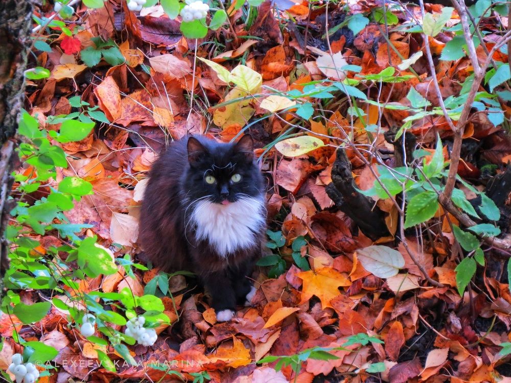 Фотография автора Марина Алексеевская