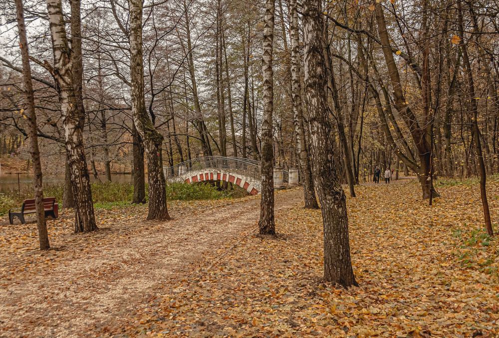 Photograph by Vladimir  Komarov