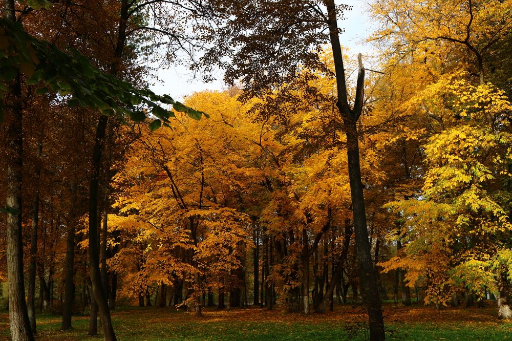 Photograph by Светлана Шуткова