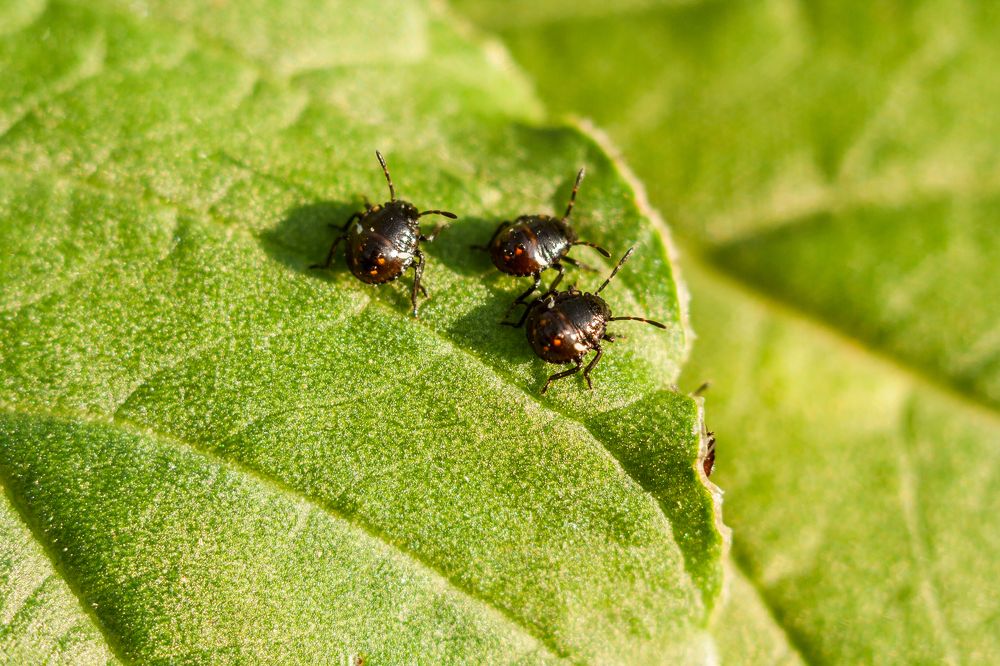 Photograph by Редько Александр