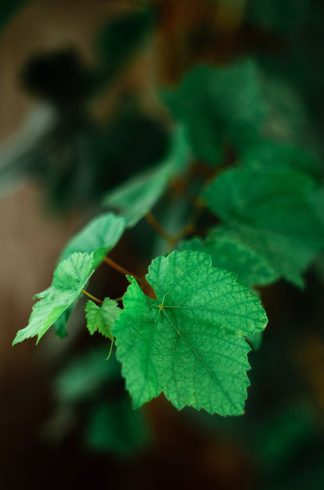 Photograph by Владимир Зайцев