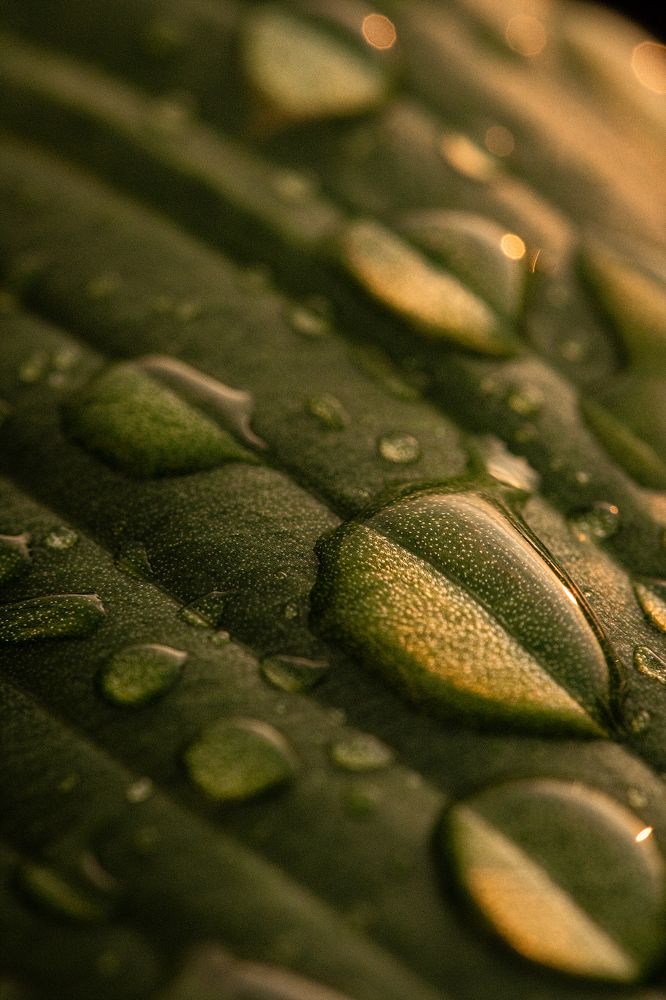 Photograph by Светлана Мухильченко