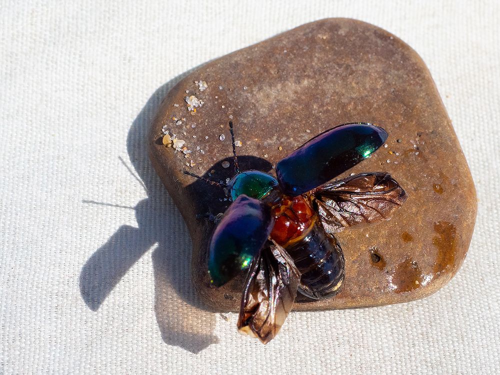 Фотография автора Елена Бурцева