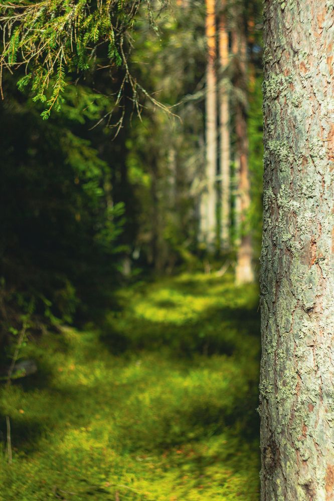 Photograph by Дмитрий Степанов