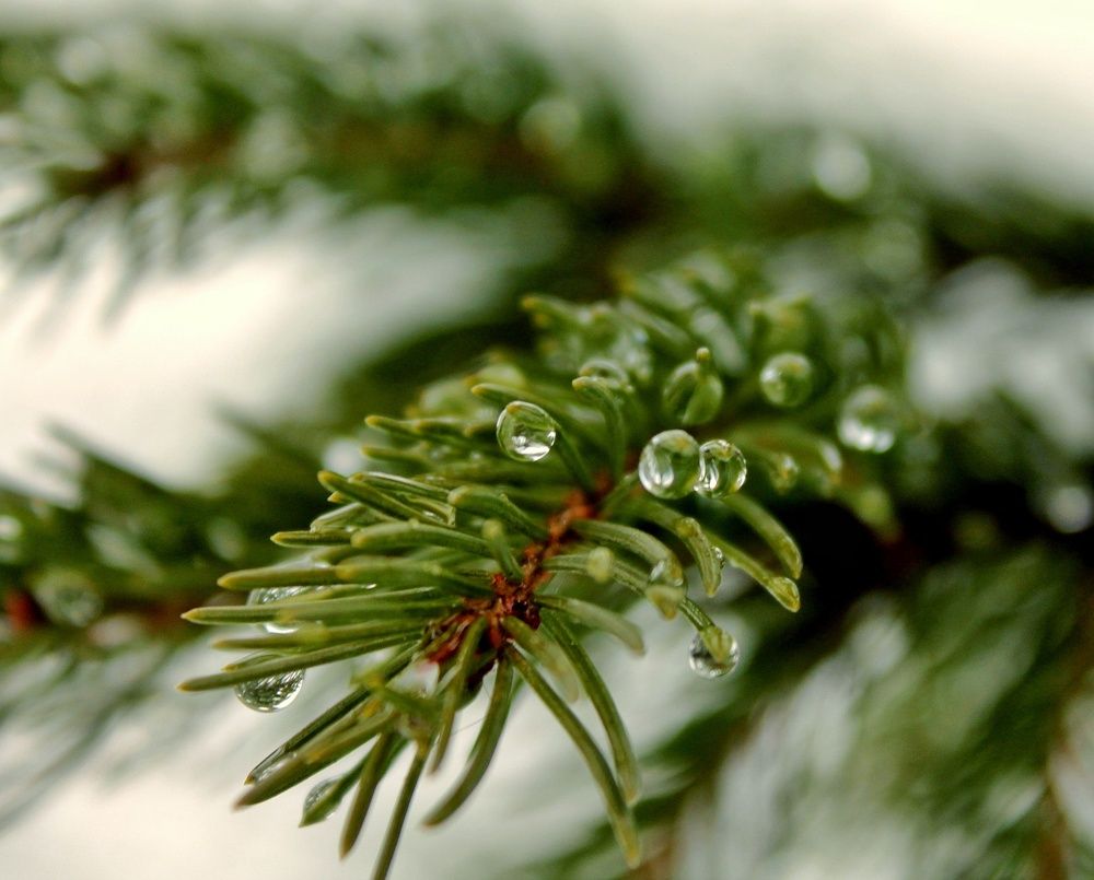 Photograph by Наталья Адалинская