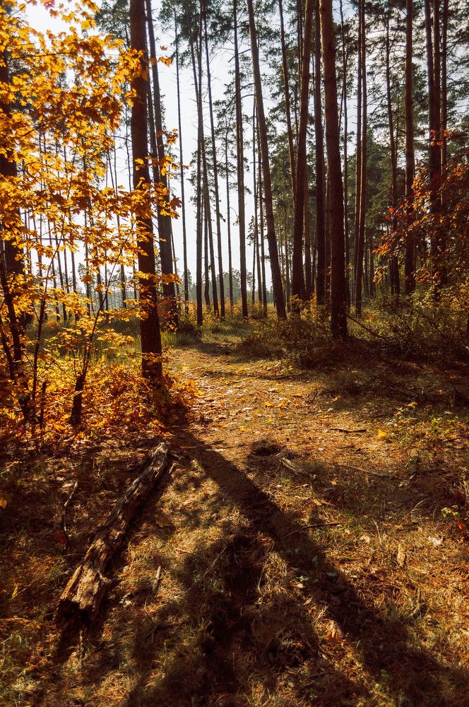 Photograph by Ольга Глущенко