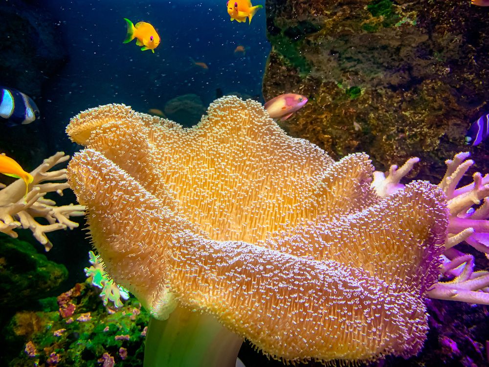 Photograph by Анна Бауэр-Корнева