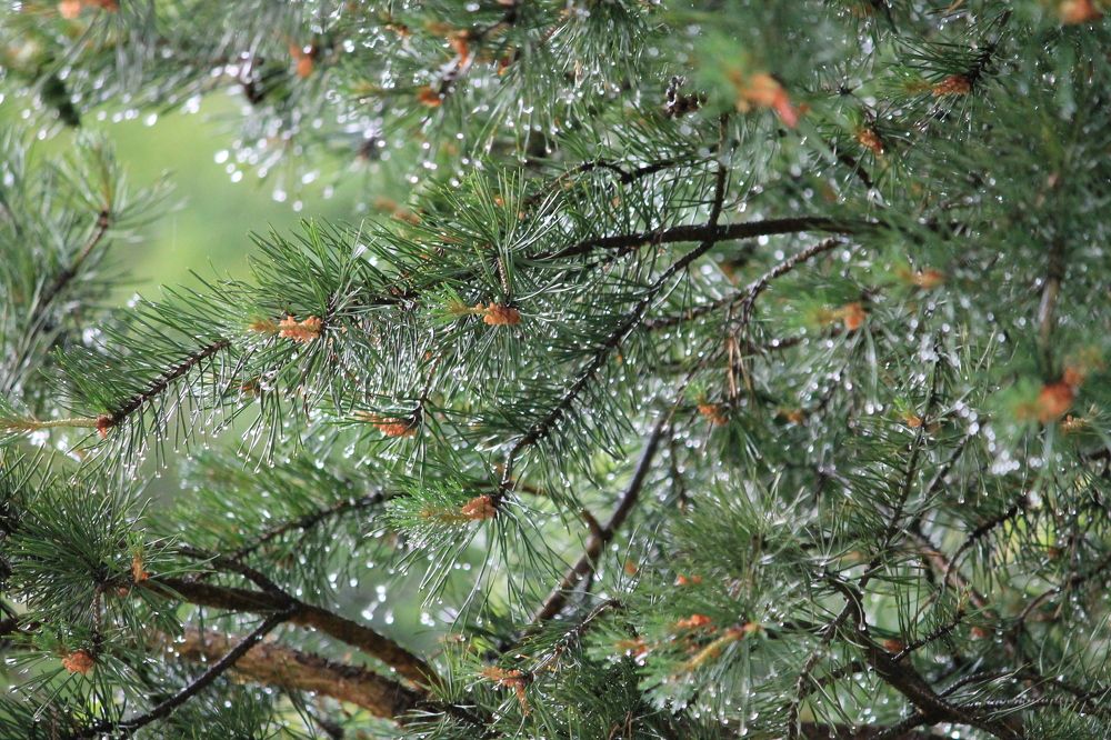 Photograph by Наталья Жигарева