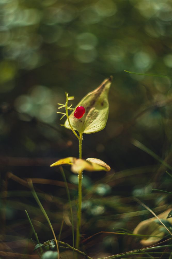Photograph by Дмитрий Степанов