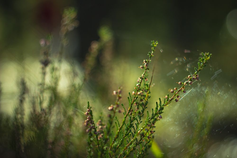 Photograph by Дмитрий Степанов