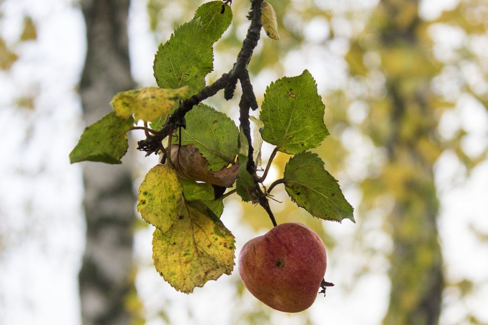 Фотография автора Нестеренко Светлана