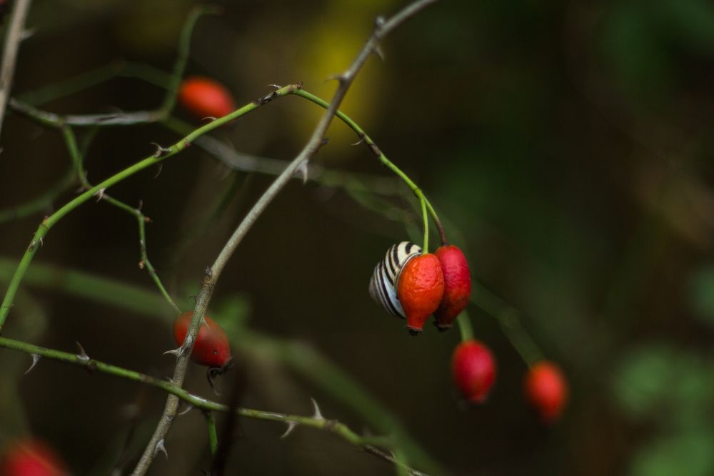 Photograph by Редько Александр