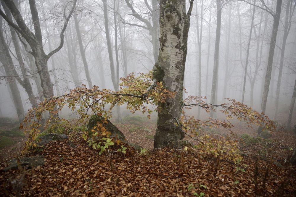 Photograph by Ольга Одаренко