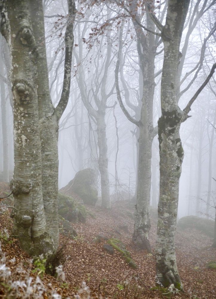 Photograph by Ольга Одаренко