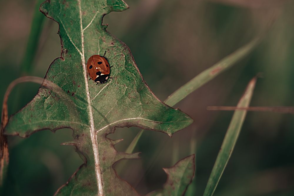 Photograph by Сергей Леканов
