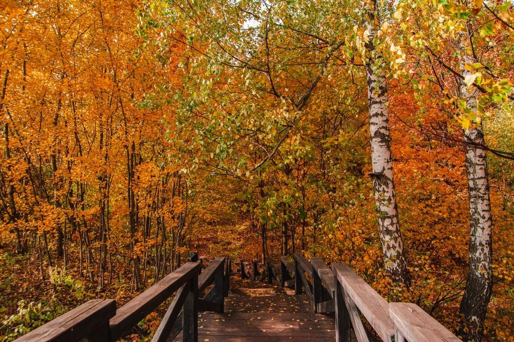 Дорога в осень