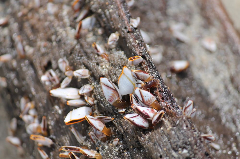 Photograph by Наталья Жигарева