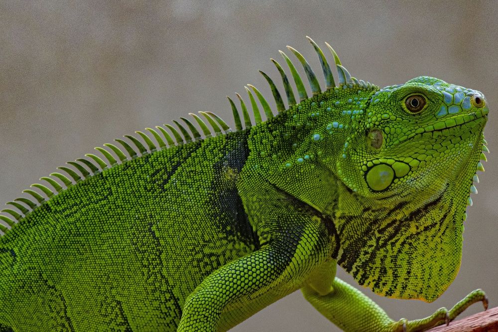 Фотография автора Laverde Yako