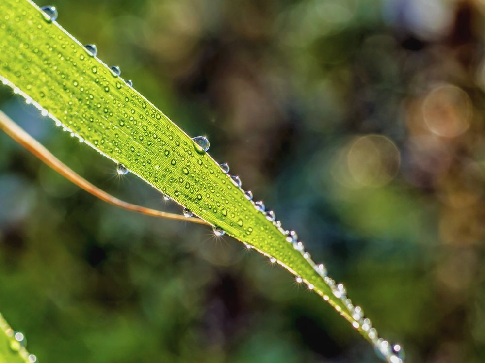 Зеленый лист при контровом свете..