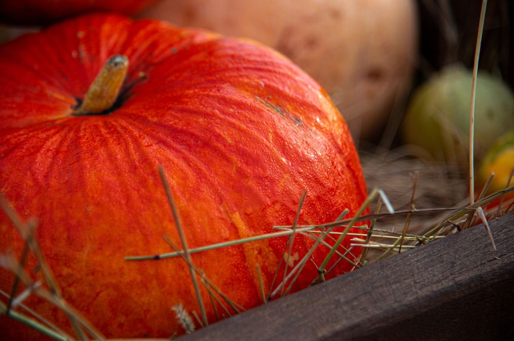 Photograph by Кристина Фарнакеева