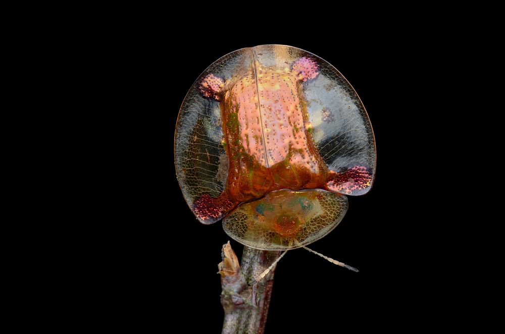 Charidotella sexpunctata