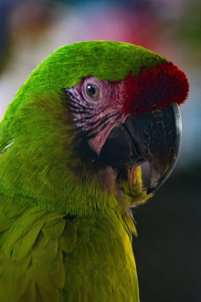 Фотография автора Laverde Yako