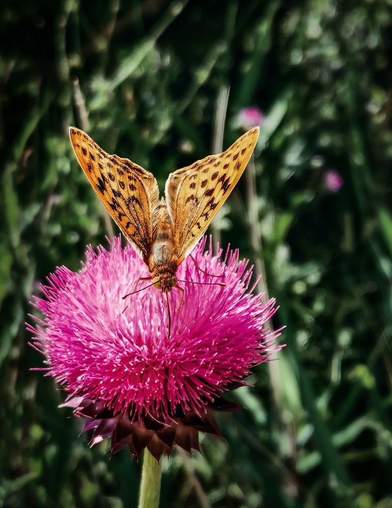 Varna Nature Up Close 2022